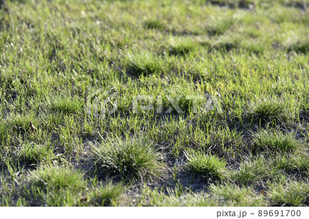 Green spring grass in the garden in the sunlight 89691700
