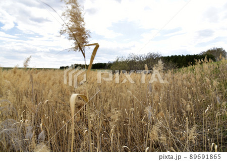 Dry golden reeds on the river bank Dry golden reeds on the river bank 89691865
