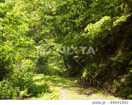 光が差し込んでいる散策道のある宮城県県民の森 光が差し込んでいる散策道のある宮城県県民の森 89691892