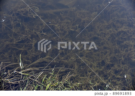 Mud and algae in the river in spring 89691893