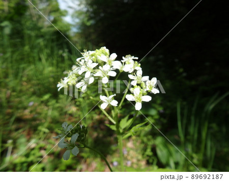県民の森の散策道で咲いていたコンロウソウの花 県民の森の散策道で咲いていたコンロウソウの花 89692187
