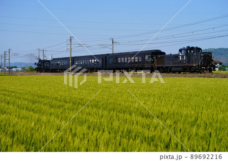 新緑の鹿児島本線を走るSL人吉 89692216