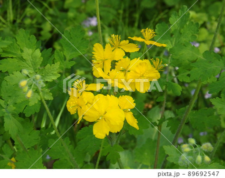 県民の森の緑の中で目立っていた黄色いクサノオウの花 県民の森の緑の中で目立っていた黄色いクサノオウの花 89692547