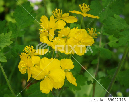 黄色い花びらがきれいなクサノオウの花 黄色い花びらがきれいなクサノオウの花 89692548
