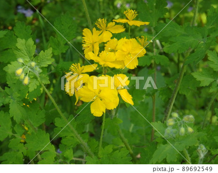 鮮やかな緑と花の黄色がきれいなクサノオウ 鮮やかな緑と花の黄色がきれいなクサノオウ 89692549