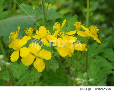 艶やかに咲いていたクサノオウの花 89692550
