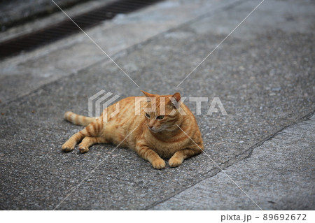 ginger tabby cat lying on the floor ginger tabby cat lying on the floor 89692672