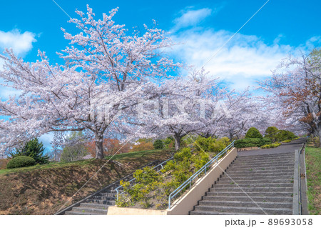小樽手宮公園の桜 小樽手宮公園の桜 89693058