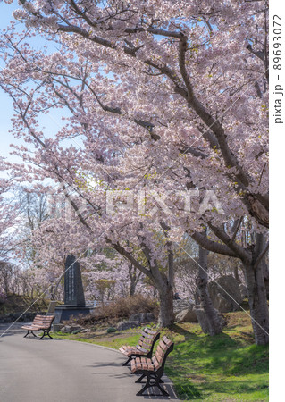 戸田記念墓地公園の桜 89693072