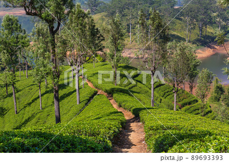 Tea plantation Tea plantation 89693393