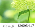 アジサイの葉に一滴 89693417