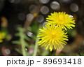 たんぽぽ 89693418