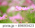 コスモス 89693423