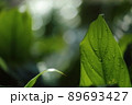 濡れた葉っぱと光 89693427