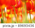 チューリップのトンネル 89693436