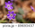 紫の花 89693437