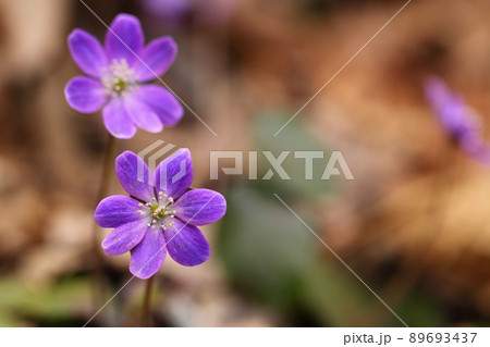 紫の花 紫の花 89693437