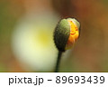 つぼみ 89693439