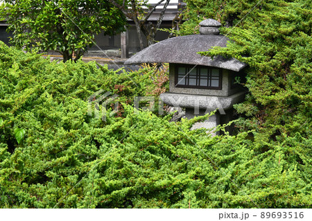 京都市勧修寺の樹齢750年のハイビャクシンと徳川光圀寄進の灯籠 89693516