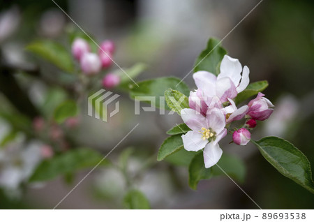 Beautiful delicate apple tree flowers blooming Beautiful delicate apple tree flowers blooming 89693538