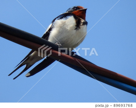 電線に止まっていたツバメと青空 電線に止まっていたツバメと青空 89693768