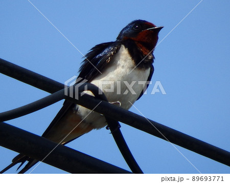 ツバメです。 5/10x ツバメ鳥チャーム、両面アンティークシルバートーン小型