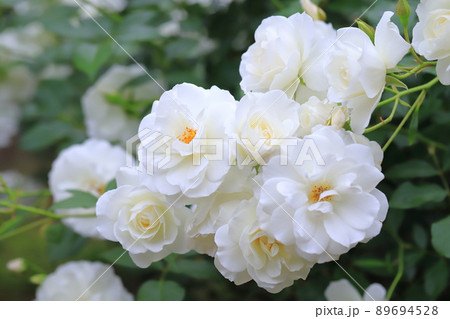 鳩山会館（はとやまかいかん）　真っ白なバラ「アイスバーグ」　 89694528