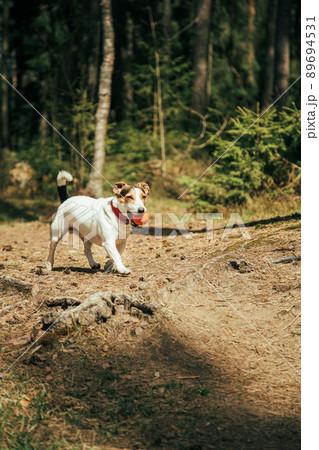 Jack Russell Terrier r walking in the park 89694531