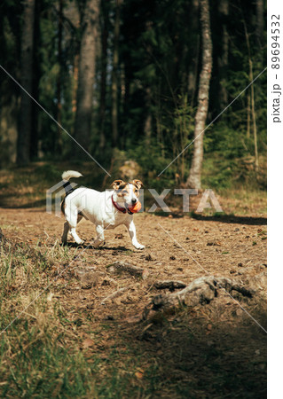 Jack Russell Terrier r walking in the park Jack Russell Terrier r walking in the park 89694532