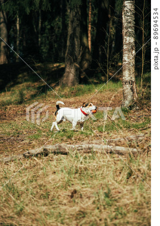Jack Russell Terrier r walking in the park Jack Russell Terrier r walking in the park 89694534
