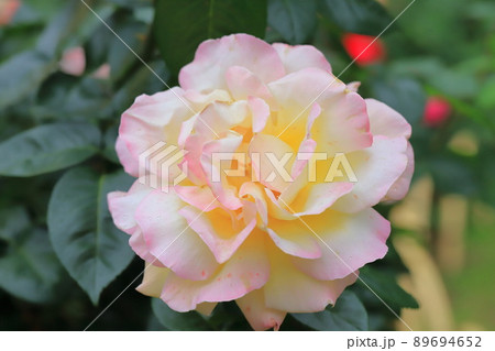 鳩山会館（はとやまかいかん）　満開のバラ 89694652