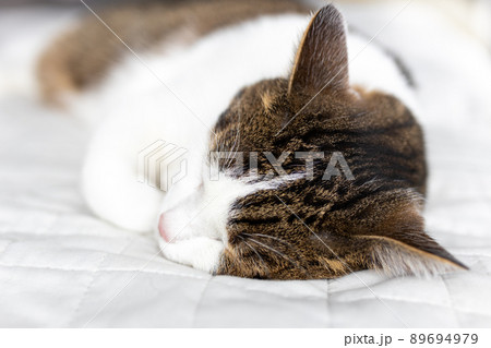 Beautiful white with gray cat sleeping on a white sofa, soft focus photo, adoption concept, pets Beautiful white with gray cat sleeping on a white sofa, soft focus photo, adoption concept, pets 89694979