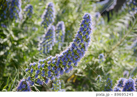 エキウム・カンディカンス エキウム・カンディカンス 89695245