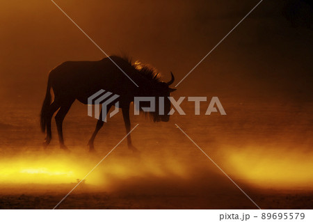 Blue wildebeest in Kgalagadi transfrontier park, South Africa 89695579