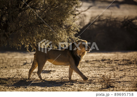 African lion in Kgalagadi transfrontier park, South Africa African lion in Kgalagadi transfrontier park, South Africa 89695758