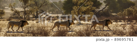 African lion in Kgalagadi transfrontier park, South Africa African lion in Kgalagadi transfrontier park, South Africa 89695761