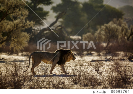 African lion in Kgalagadi transfrontier park, South Africa African lion in Kgalagadi transfrontier park, South Africa 89695764