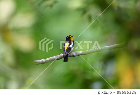 枝葉の向こうに一休み中のキビタキ 89696328