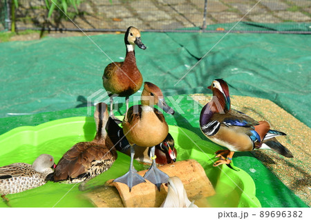 Different kinds of ducks in the barnyard 89696382