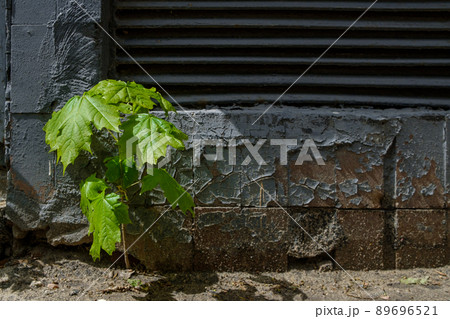 Lonely small sprout of a maple against the background of a dark concrete wall. Lonely small sprout of a maple against the background of a dark concrete wall. 89696521