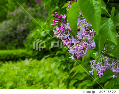 Branches with inflorescences of blooming lilac in the spring garden. Branches with inflorescences of blooming lilac in the spring garden. 89696522
