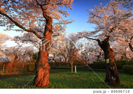 岩手県奥州市　春の水沢公園 89696719