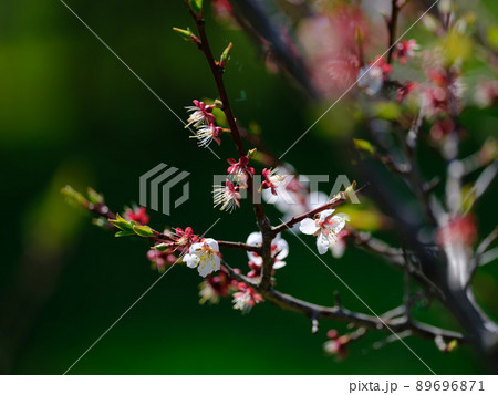 桜の散った後 89696871