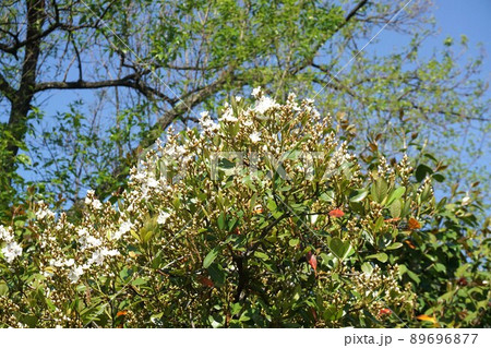 5月になり咲き進むシャリンバイの花　 89696877