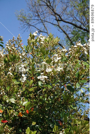 5月になり咲き進むシャリンバイの花　 89696879