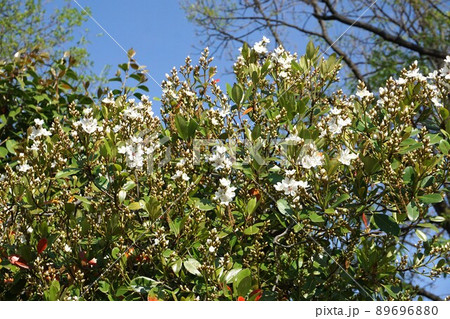 5月になり咲き進むシャリンバイの花 5月になり咲き進むシャリンバイの花 89696880