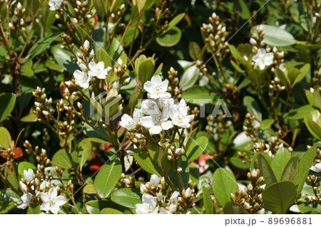 5月になり咲き進むシャリンバイの花 5月になり咲き進むシャリンバイの花 89696881