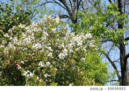 5月になり咲き進むシャリンバイの花　 89696883