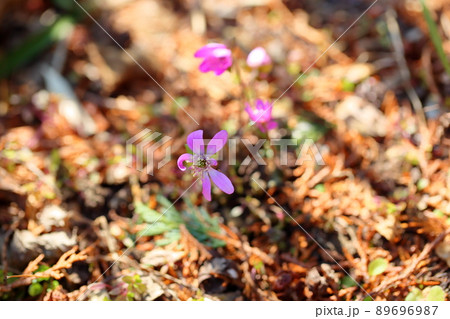 オオミスミソウの花 89696987