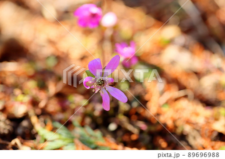 オオミスミソウの花 89696988